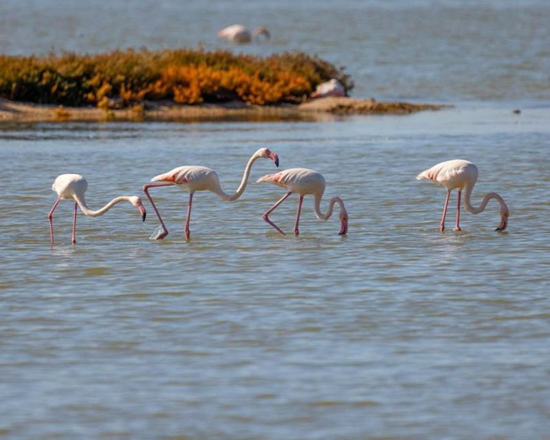safari-birdwatching-in-vjosa-narta-protected-landscape