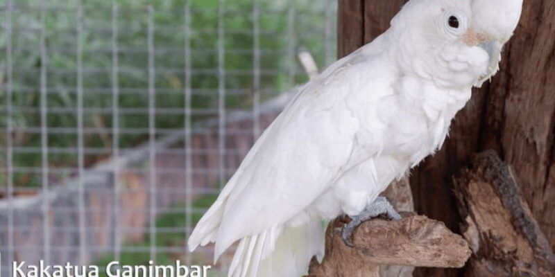 safari-lagoi-eco-farm-bintan