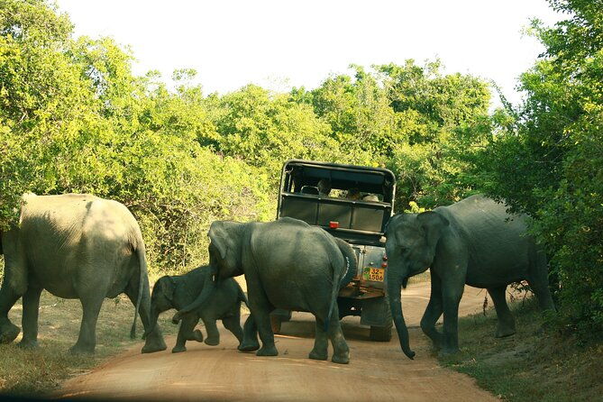 Safari Tour Yala National Park - 2 nights 3 days - FAQs