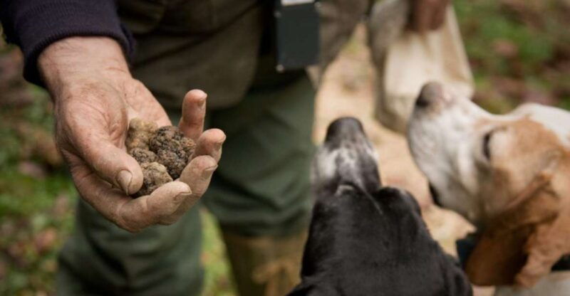 san-miniato-truffle-hunting-in-the-tuscan-countryside
