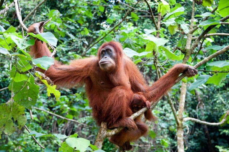 sandakan-kinabatangan-river-wildlife-cruise-with-lunch