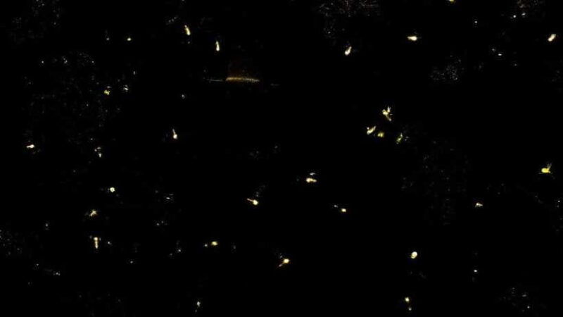 sandakan-orangutan-sun-bear-fireflies-and-mangrove-cruise