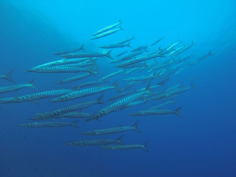 santorini-scuba-diving-experience-for-beginners
