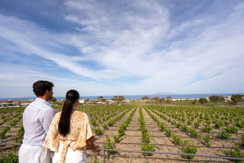 santorini-wine-o-clock-wine-tasting-private-tour