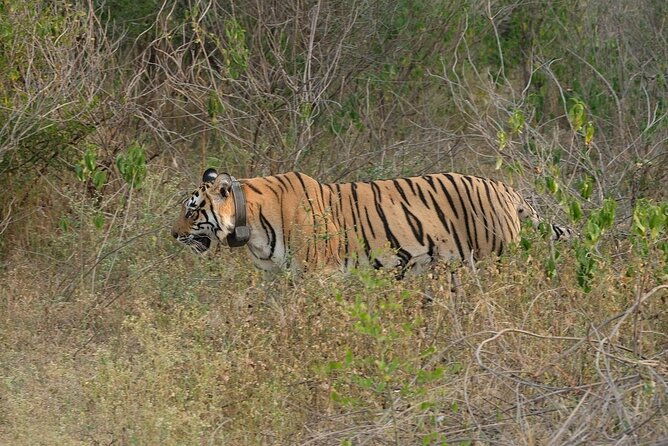 Sariska Tiger Reserve Assistance for Gypsy Private Safari Tickets - FAQs