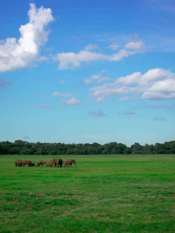 scenic-sri-lanka-4-day-tour