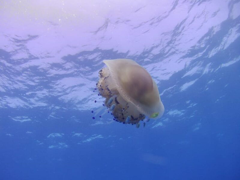 scuba-diving-in-the-volcanic-caldera-shorelines-of-santorini