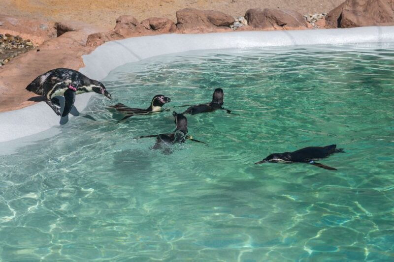sea-life-porto-full-day-entrance-ticket