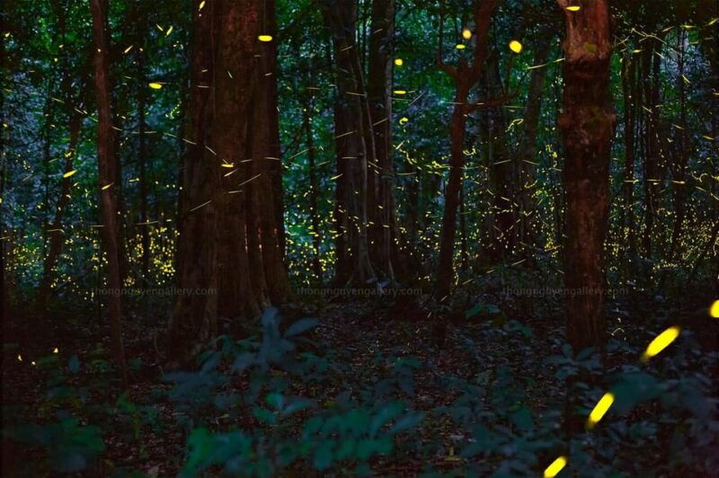see-fireflies-wild-animals-in-cuc-phuong-national-park