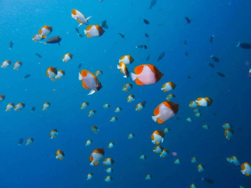 semporna-bohey-3-islands-hike-snorkel-dive-tour-with-lunch