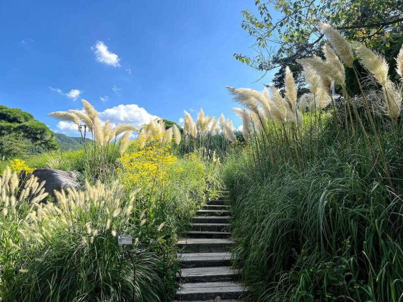 seoul-alpaca-world-nami-island-railbike-garden-park