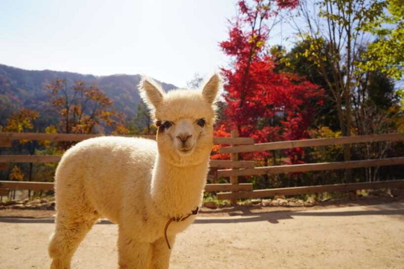 seoul-nami-island-alpaca-world-morning-calm-garden