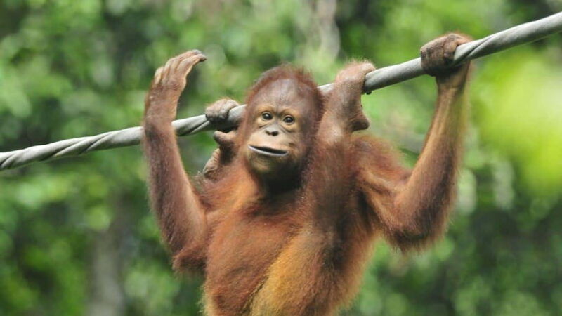 sepilok-orangutan-sun-bear-half-day-tour-sandakan