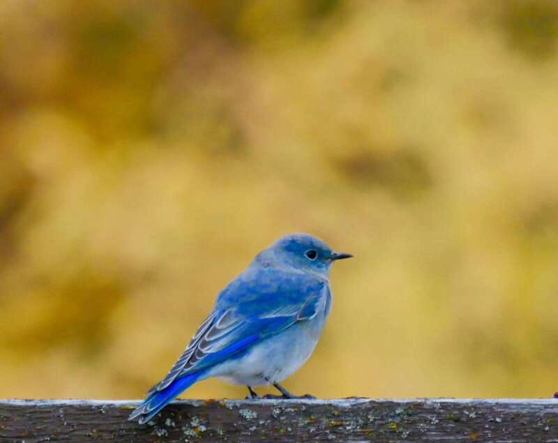september-2025-british-columbia-rocky-mountain-birding-tour