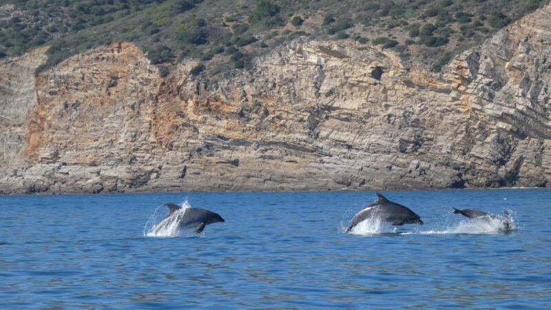 sesimbra-arrabida-dolphin-watching-boat-tour-with-biologist
