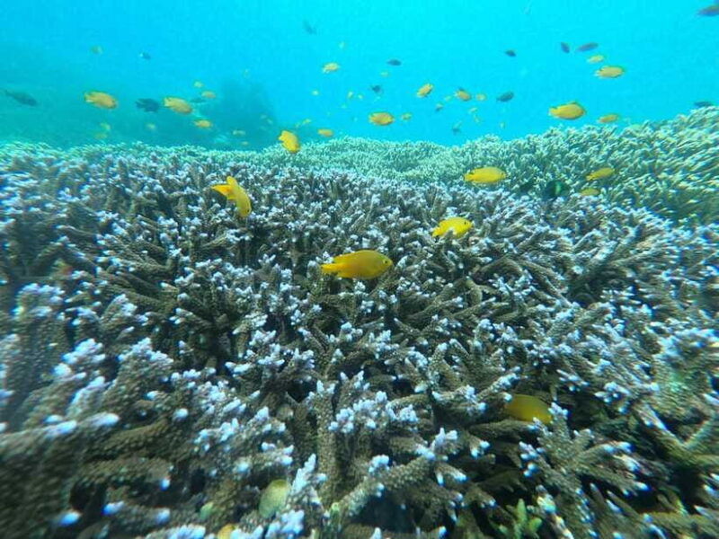 share-snorkeling-to-3-gilis