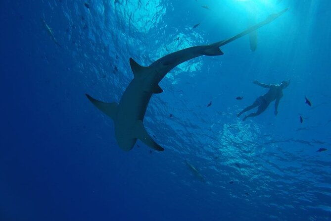 SHARED HALF DAY LAGOON TOUR - Bora Bora Cultural Lagoon Tour - FAQs About the Bora Bora Lagoon Tour