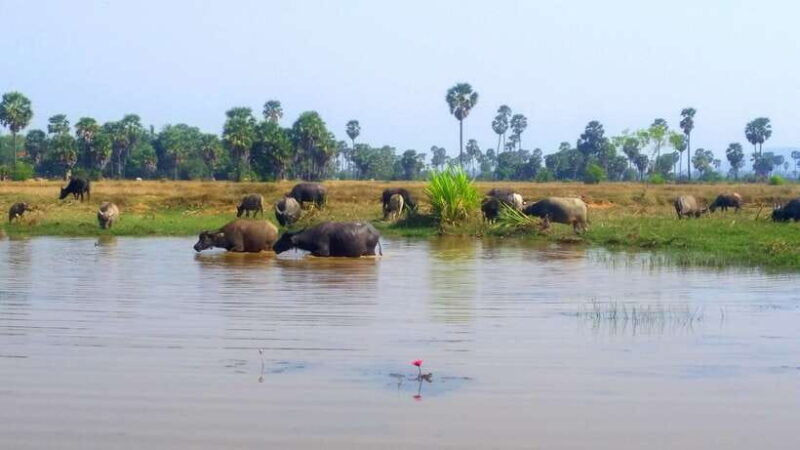 siem-reap-6-hour-easy-rider-motorbike-tour