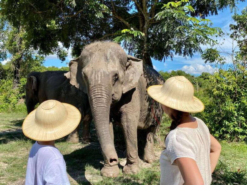 siem-reap-dine-with-elephants-a-nature-wildlife-journey