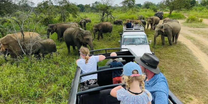 sigiriya-dambulla-habarana-minneriya-national-park-safari