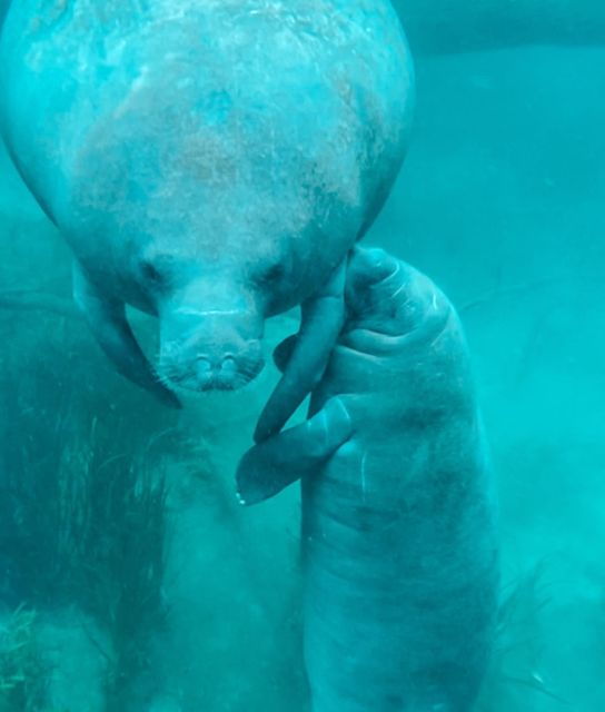 silver-springs-glass-bottom-kayak-and-wildlife-tour
