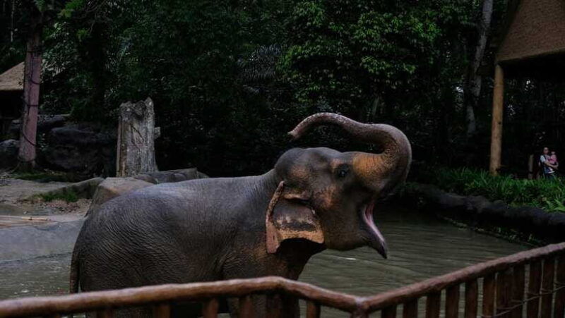 singapore-night-safari-with-tram-ride-and-private-transfer