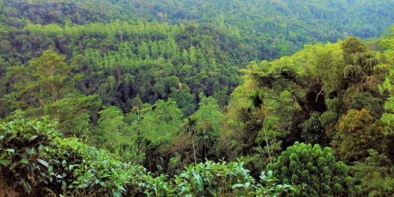 sinharaja-rainforest-private-customize-tour