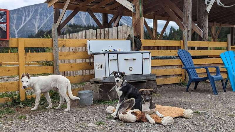 skagway-klondike-highway-yukon-bus-tour-with-husky-kennel-2