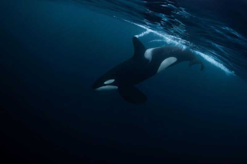 skjervoy-orca-and-whale-watching-comfort-heated-boat-trip