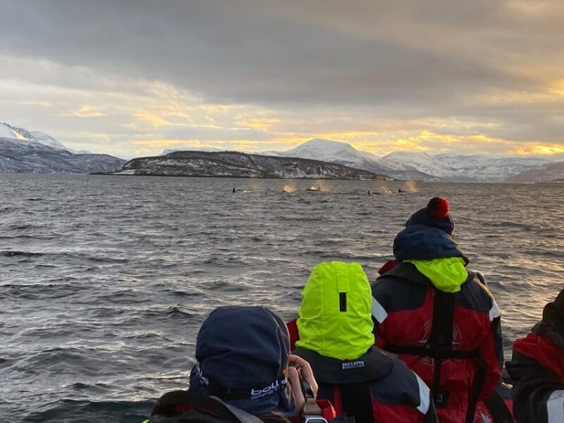 skjervoy-whale-and-orca-watching-tour-by-rib-boat