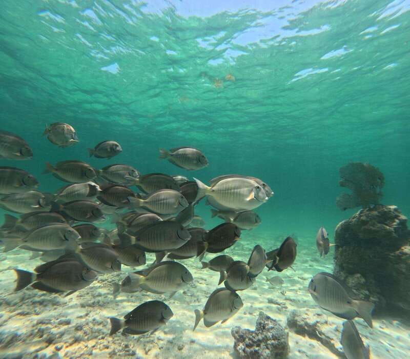 snorkel-in-tulum-reef-boat-ride-and-caleta