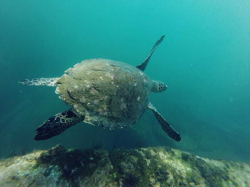 snorkel-reef-snorkeling-tour