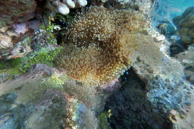Snorkeling picnic in 5 hours with lunch in Tahiti - Who Should Book This Tour?