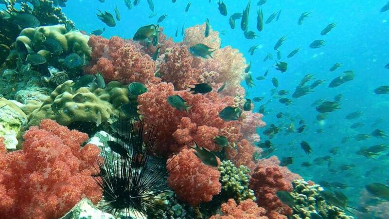snorkeling-program-1-private-boat-lunch-included