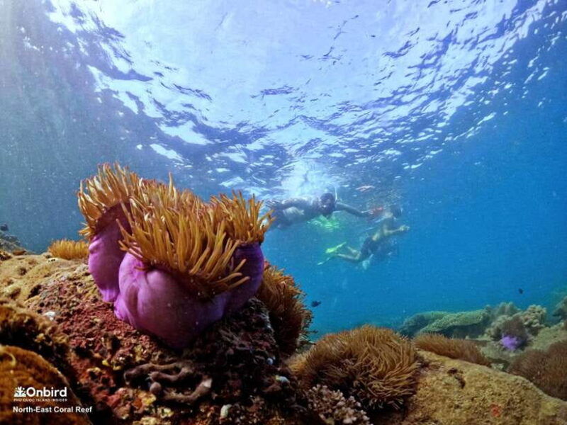 south-phu-quoc-pro-snorkeling-tour-by-speedboat