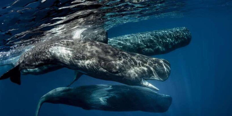 southern-sri-lanka-sea-sand-marine-life-2-day-tour