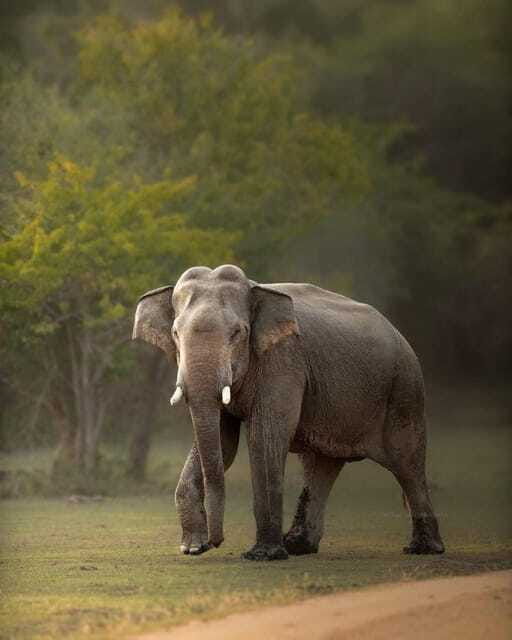 sri-lanka-10-day-luxury-tour-with-guide