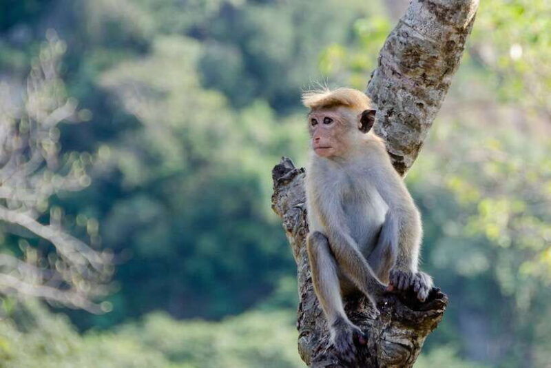 sri-lanka-green-bless-2-day-private-trip-to-enjoy-nature