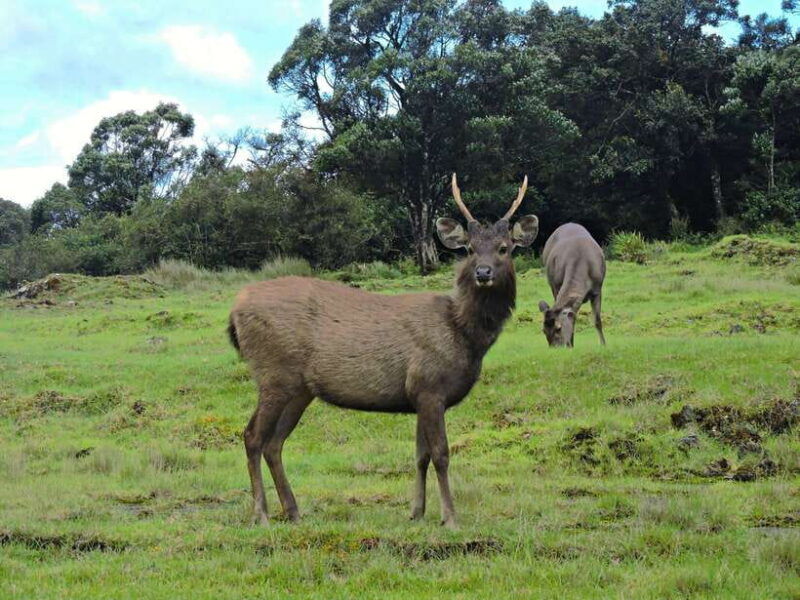 sri-lanka-kandy-hill-country-3-day-private-tour