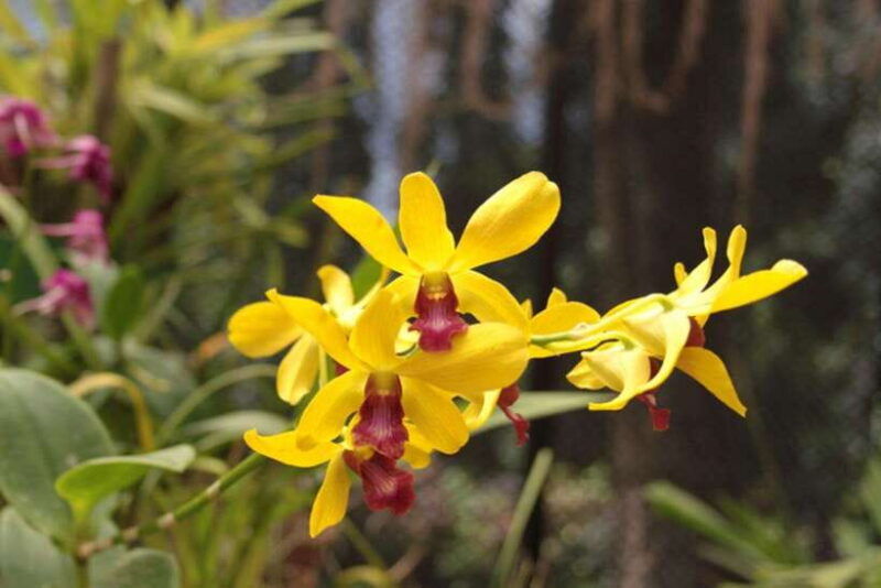 sri-lanka-kingdoms-hill-stations-beaches-and-wildlife