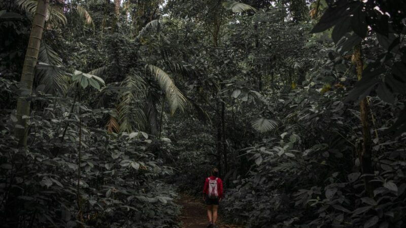 sri-lanka-sinharaja-rainforest-tour-from-colombo-bentota