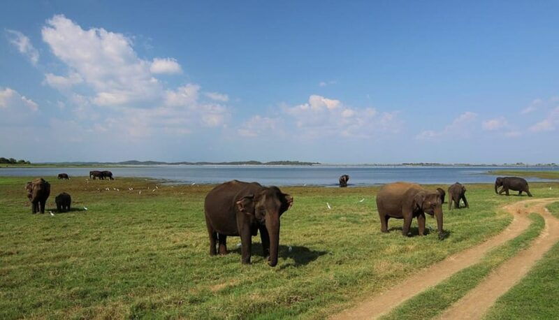 sri-lanka-wildlife-wonders-of-sri-lanka-private-5-day-tour