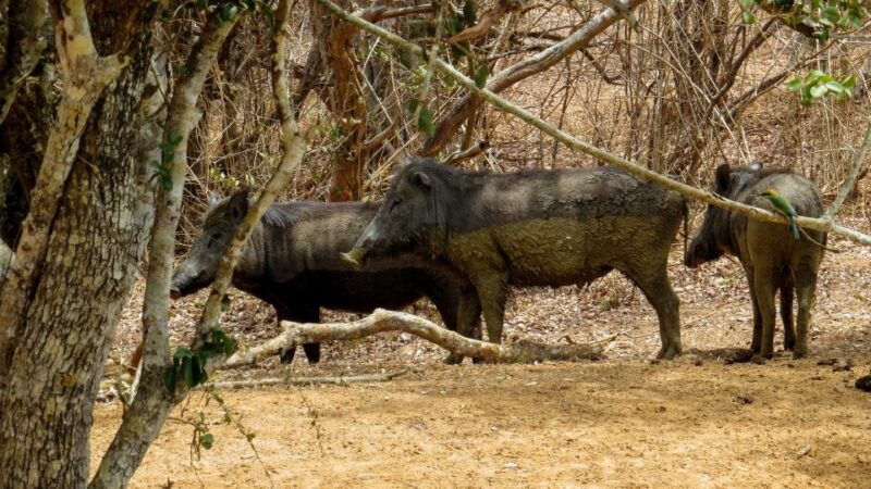 sri-lanka-yala-national-park-private-safari