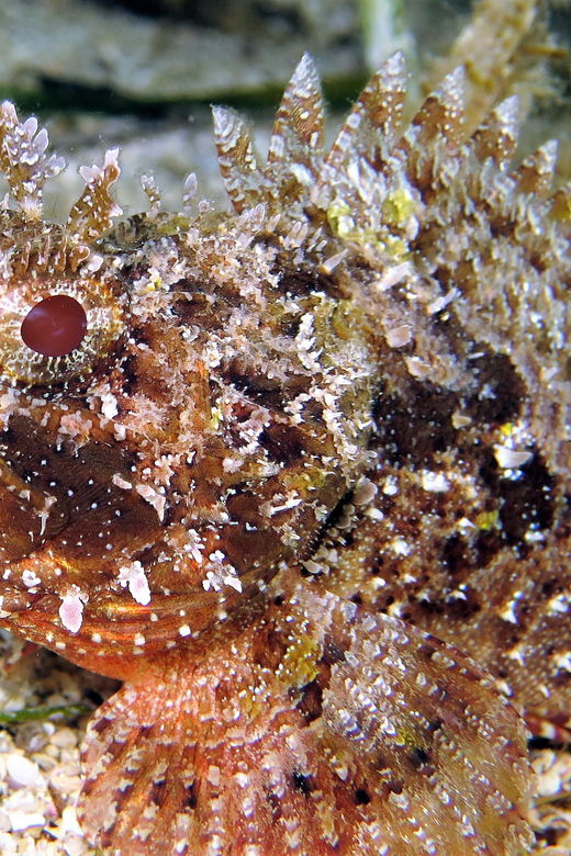 ssi-try-scuba-diving-in-the-sea