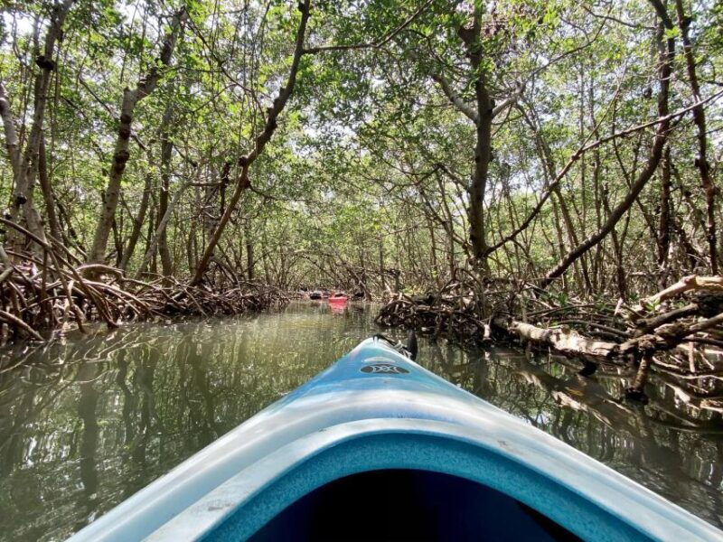 st-petersburg-fl-weedon-island-kayak-tour