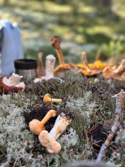 stockholm-mushroom-and-wild-plant-foraging-tour-with-expert