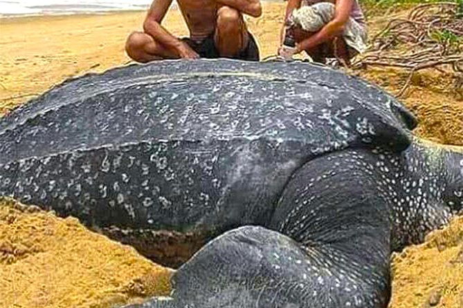 Sukamade Adventure -Turtle Beach Tour - Why This Tour Is a Great Choice