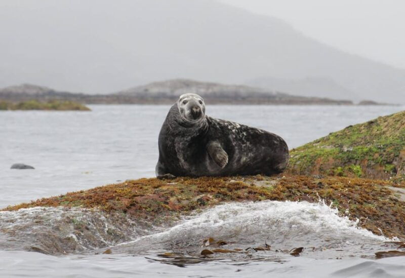 summer-snorkeling-with-grey-seals