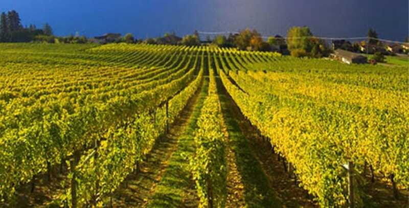 summerland-full-day-wine-tour-with-tastings