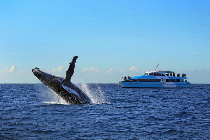 Sydney Harbour Ferry with Taronga Zoo Entry and Whale Watching Cruise - Who Will Love This Tour?